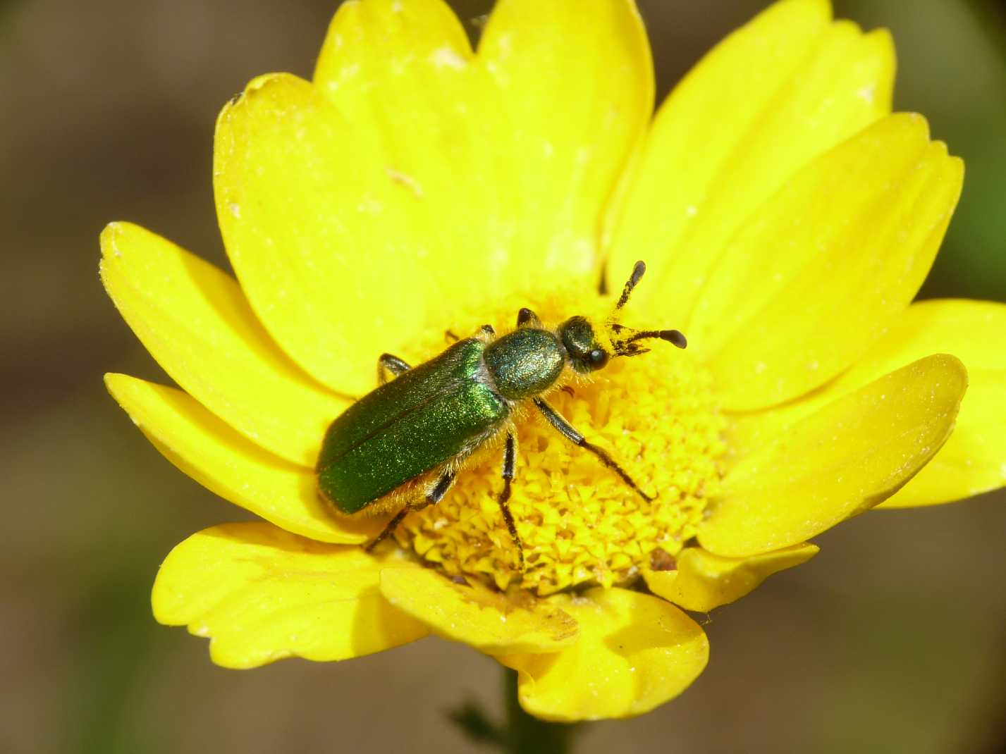 Coleoptera bello e bizzarro: Cerocoma schreberi (Meloidae)